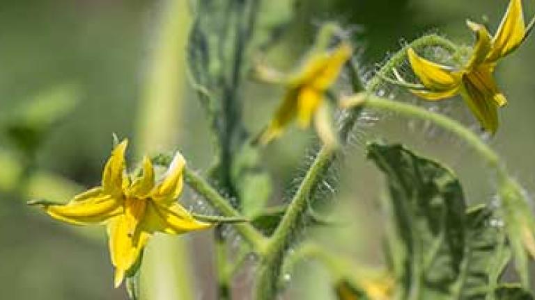 MINECTO® FORTE registered for use in fruiting vegetables and cucurbits.