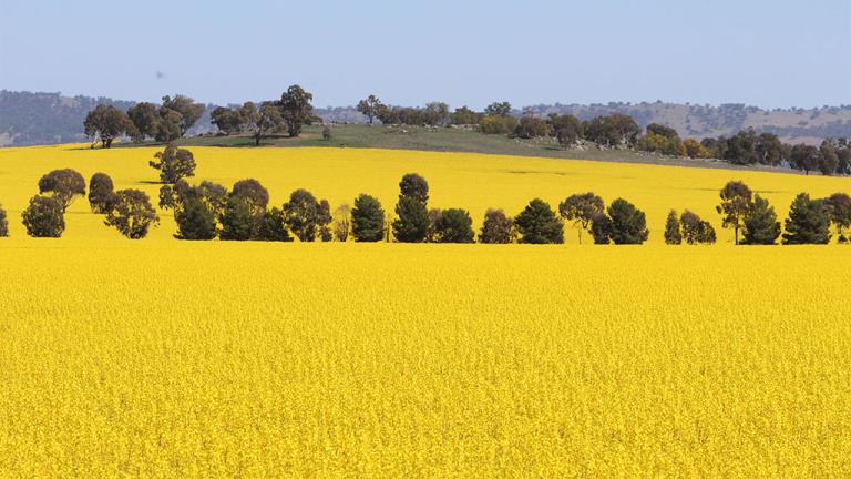 canola australia