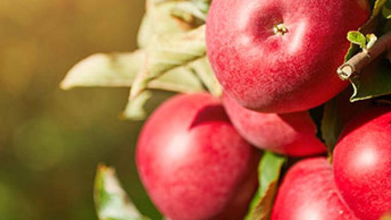 Apples, pome fruit