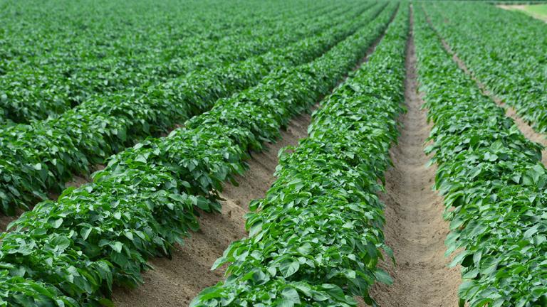 potatoes_learnington_news-banner