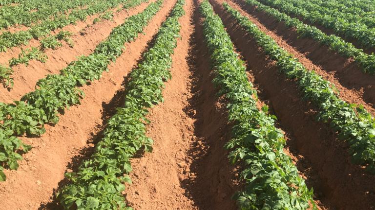 Crop establishment