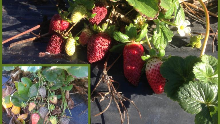 Miravis Prime news - strawberries