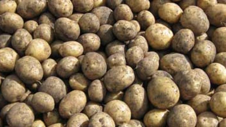 Vibrance Premium® for clean potato seed