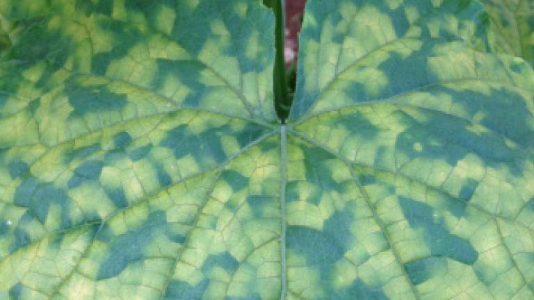 Downy mildew on leaf