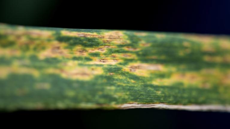 septoria