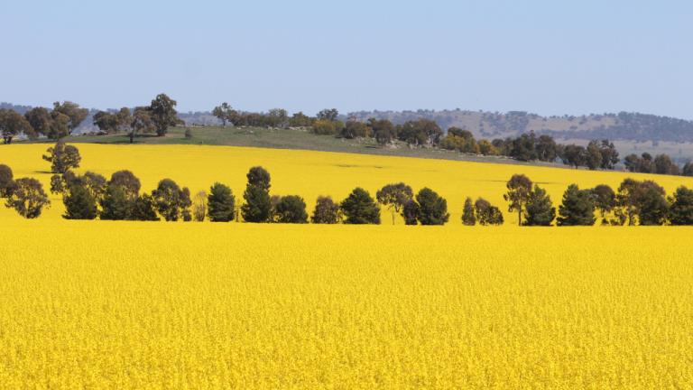 Australian Canola Field