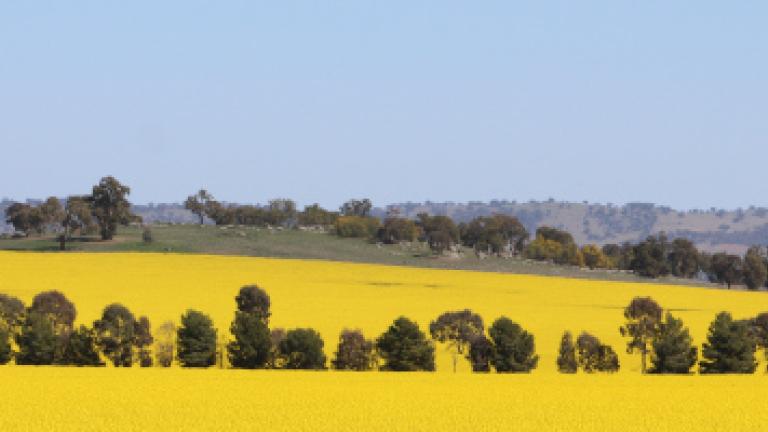 Canola field australia