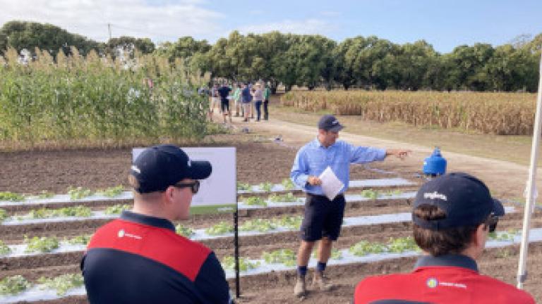 Growmore Syngenta