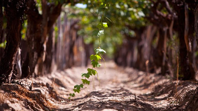 grapes hanging down towards the ground