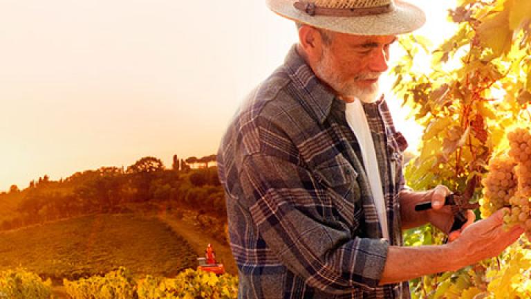 man picking grapes
