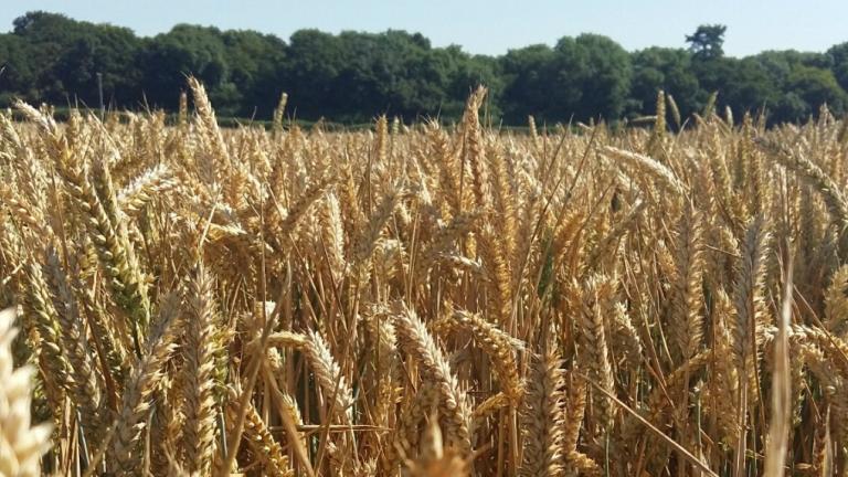 field of wheat heads