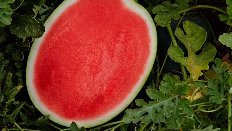 half a watermelon
