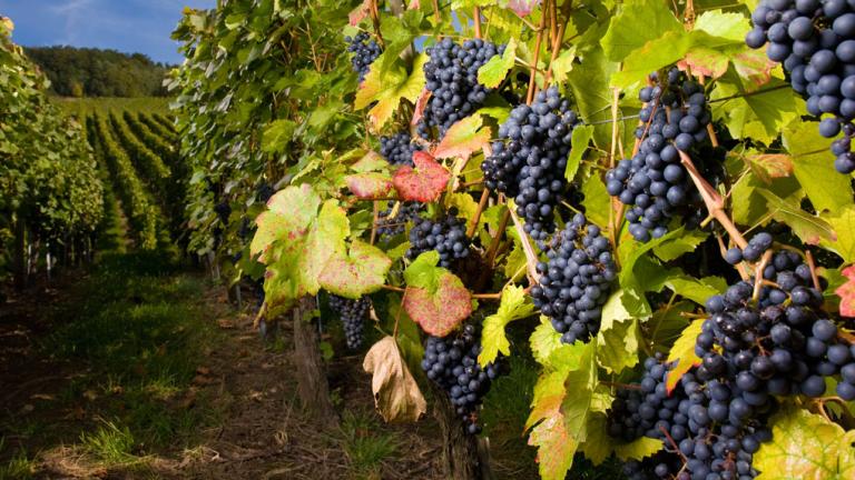 grape vines