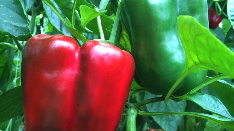 capsicum hanging of its tree 