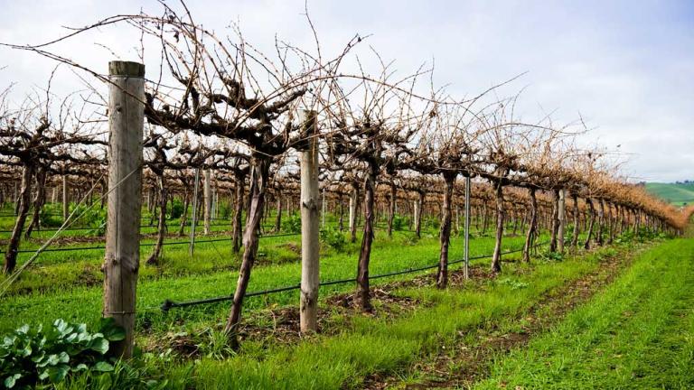 dried grape trees 