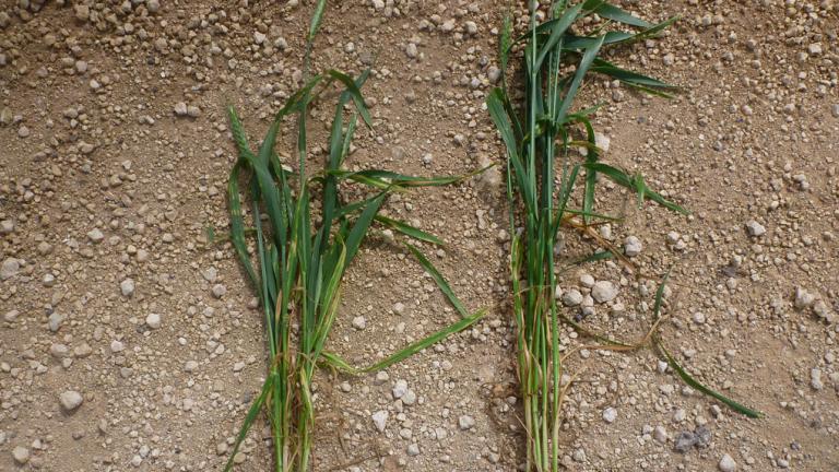 barley weeds on floor