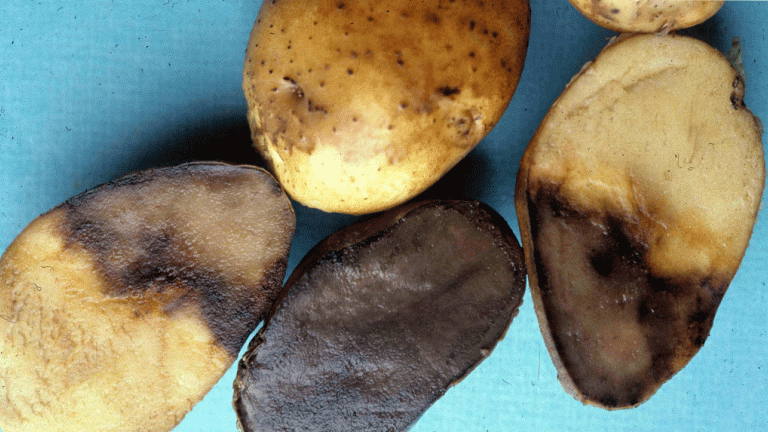 Pink rot disease on potatoes