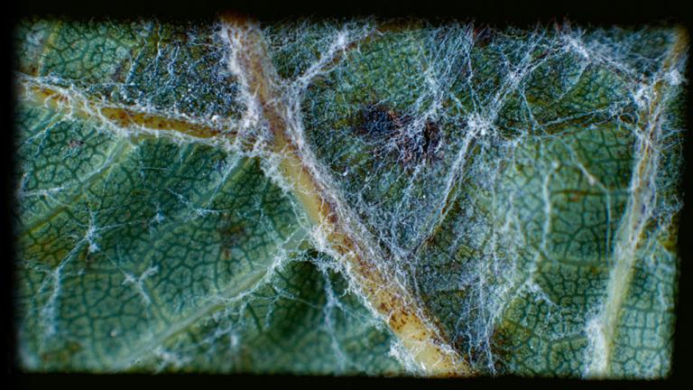 Powdery Mildew close up