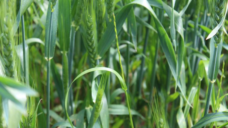 wheat heads 
