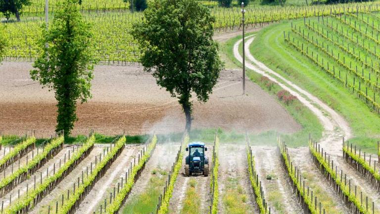 tractor driving through grape field 