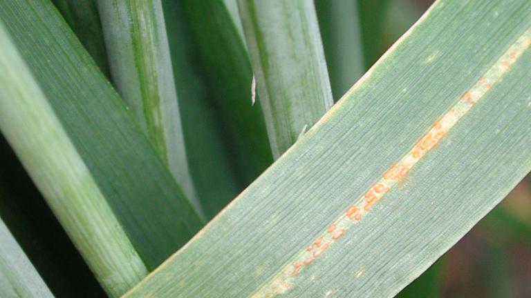 Stripe Rust on plant
