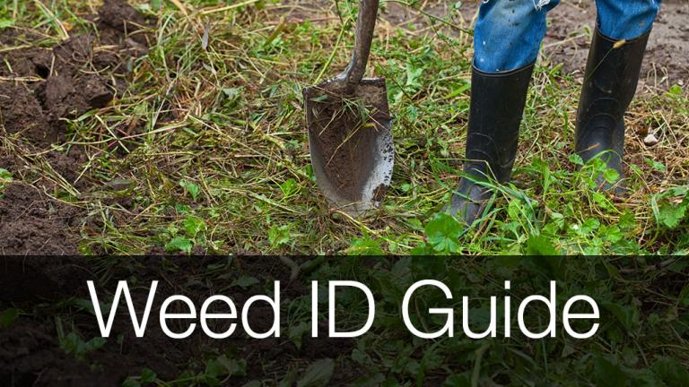 Weed ID guide banner
