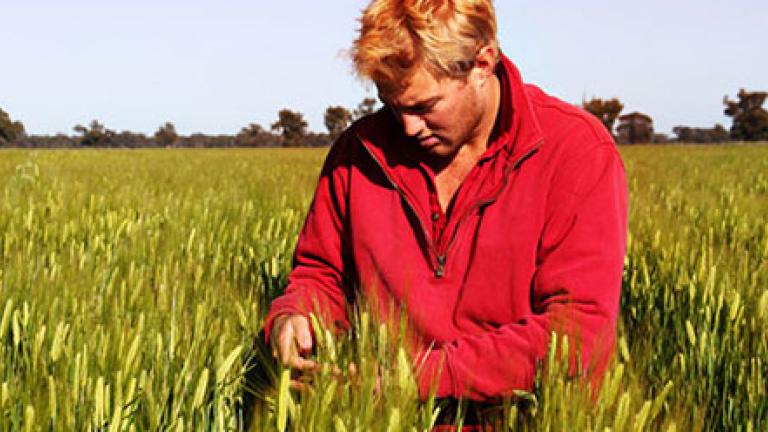 man inspecting wheat heads