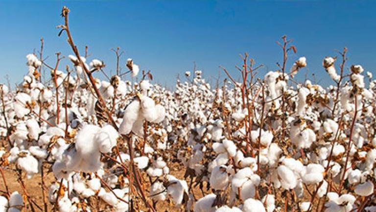 Cotton crop