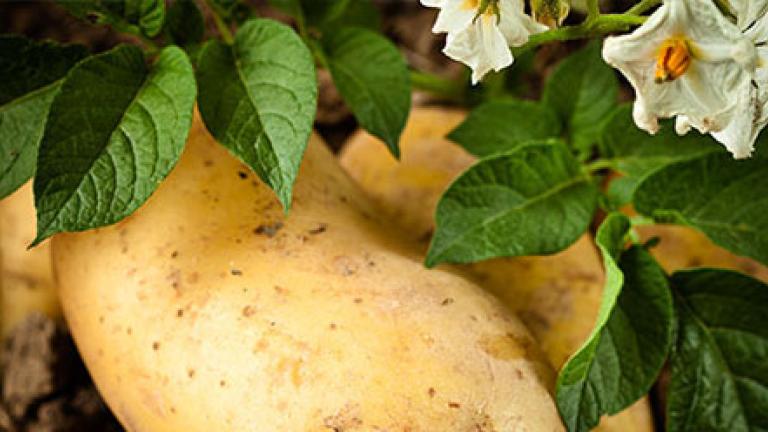 Potato flower
