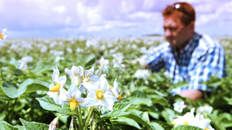 man standing in a potato crop field 