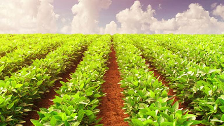 Potato crop field 