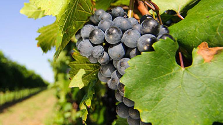 Vineyard and grapes