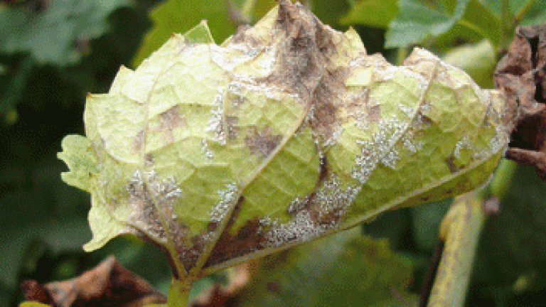 discolored leaf 