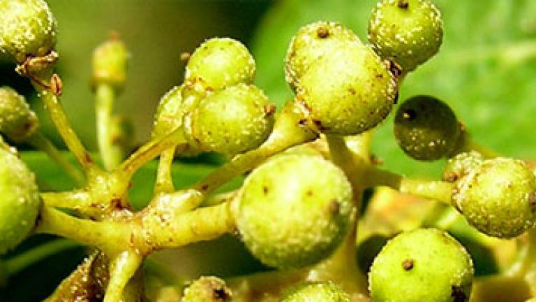 Downy Mildew in grapes