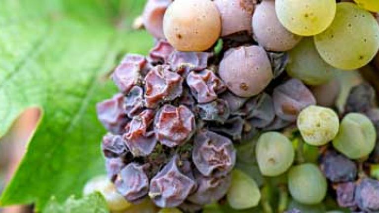 dried grapes on vine