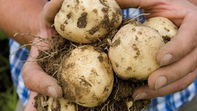 Hands holding potatoes