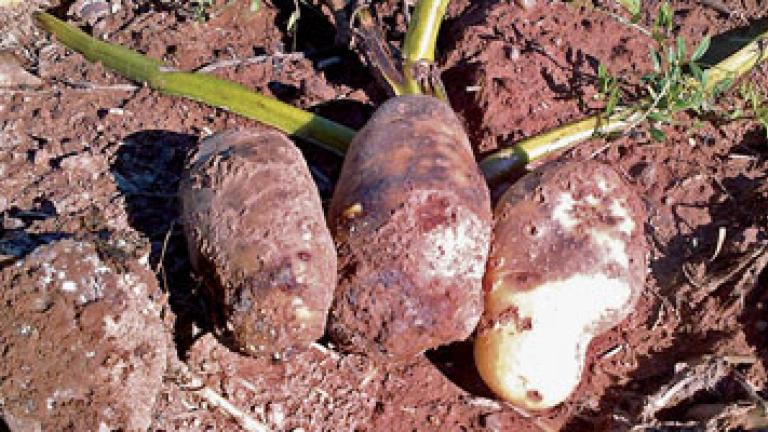 Potatoes pulled out of soil 