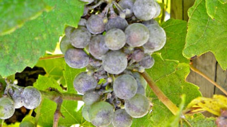 Powdery Mildew in grapes