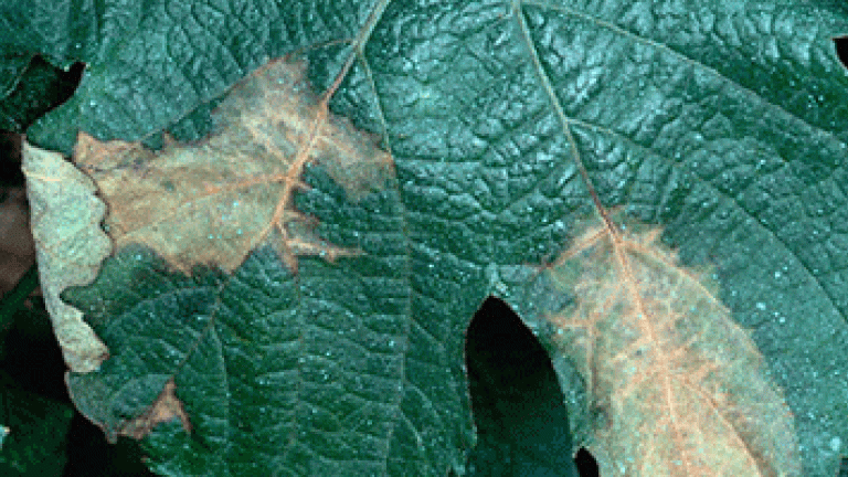discolored spots on leaf 