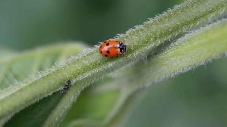 ladybug on branch 