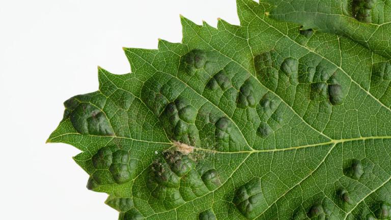 deformed leaf 