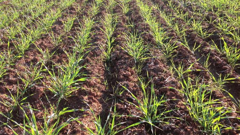 crops growing out of soil 