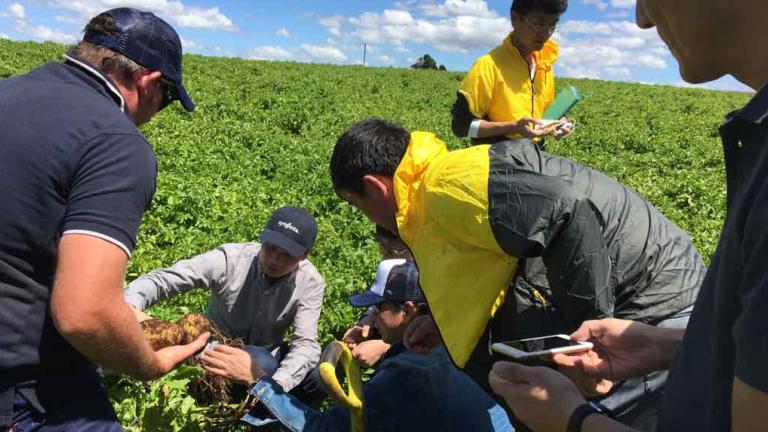 people harvesting crop