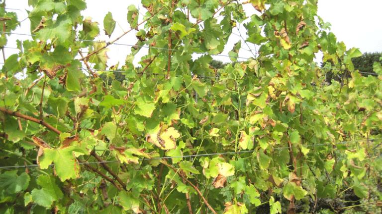 bush 