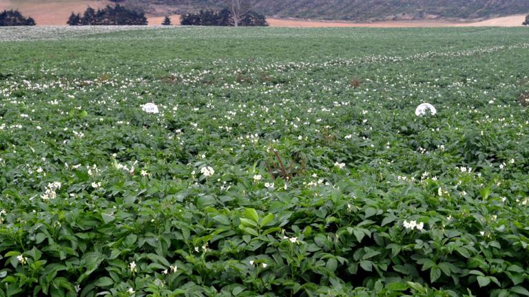 field of potato plants 