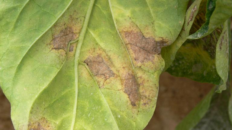 brown discolored leaf 