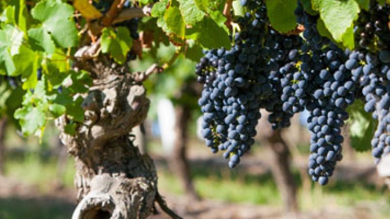grapes hanging off vines