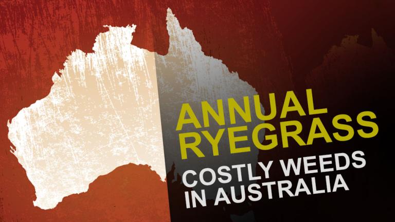 Annual Ryegrass banner