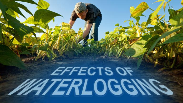 effects of waterlogging banner