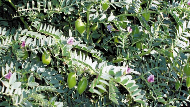 An Emergency Use Permit has been issued by the APVMA for the use of AMISTAR XTRA in Chickpea and Lentil crops. 